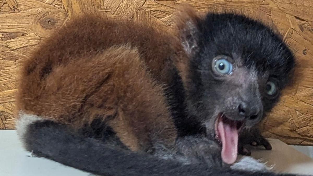 Lemur Mix Rabbit Weekly round-up: Stories you may have missed - AOL