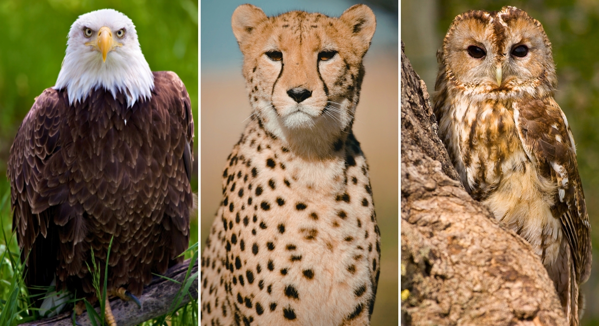 The Animals With the Absolute Best Eyesight on the Planet - AOL