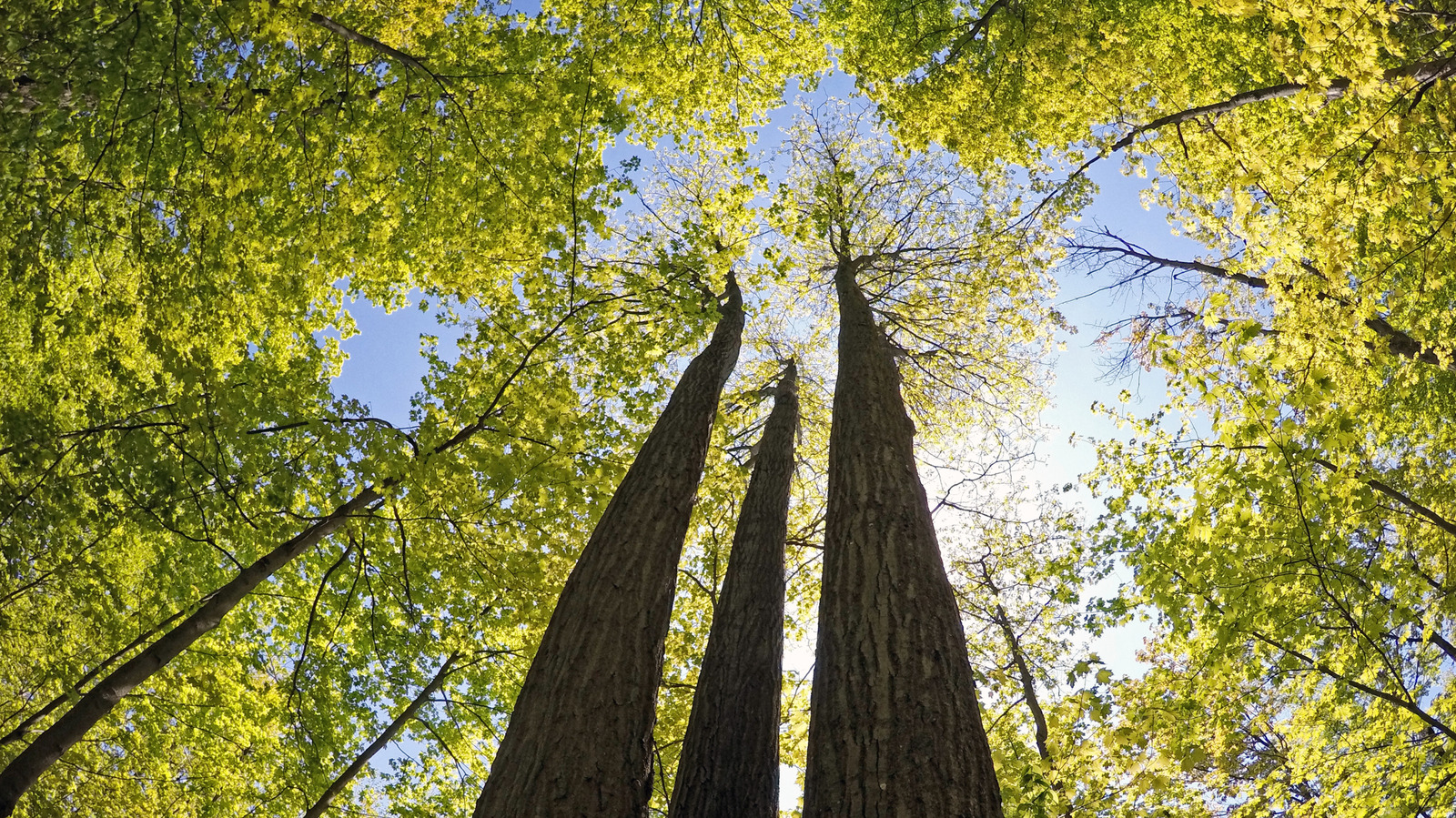 Canada's 'Trail Capital' Is A Friendly Getaway With Art, Shops, And ...