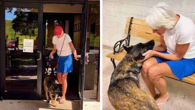 Shelter Dog Surrendered by Family Finds New Home With Air Force Veteran ...
