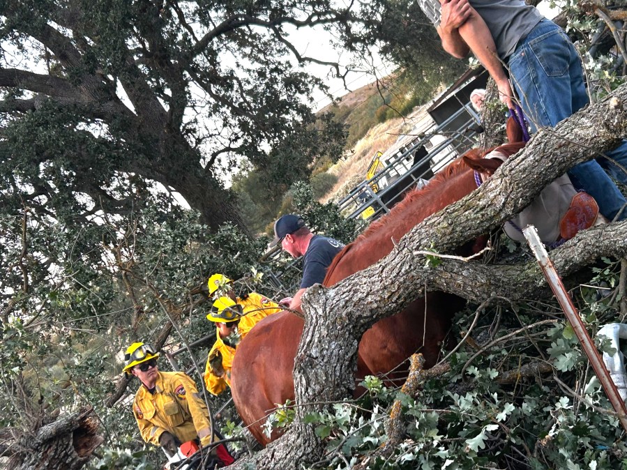 Firefighters rescue horse trapped under fallen tree in San Luis Obispo ...