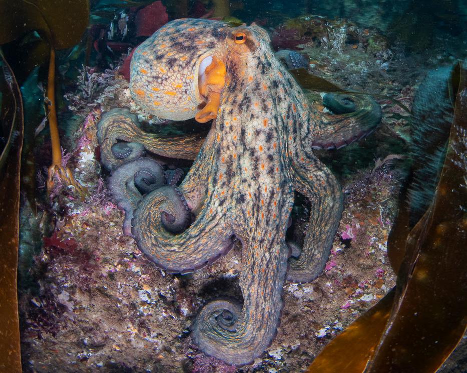 Octopus Rise Octopus surge spreads up UK coast as far as Scotland, study finds - AOL