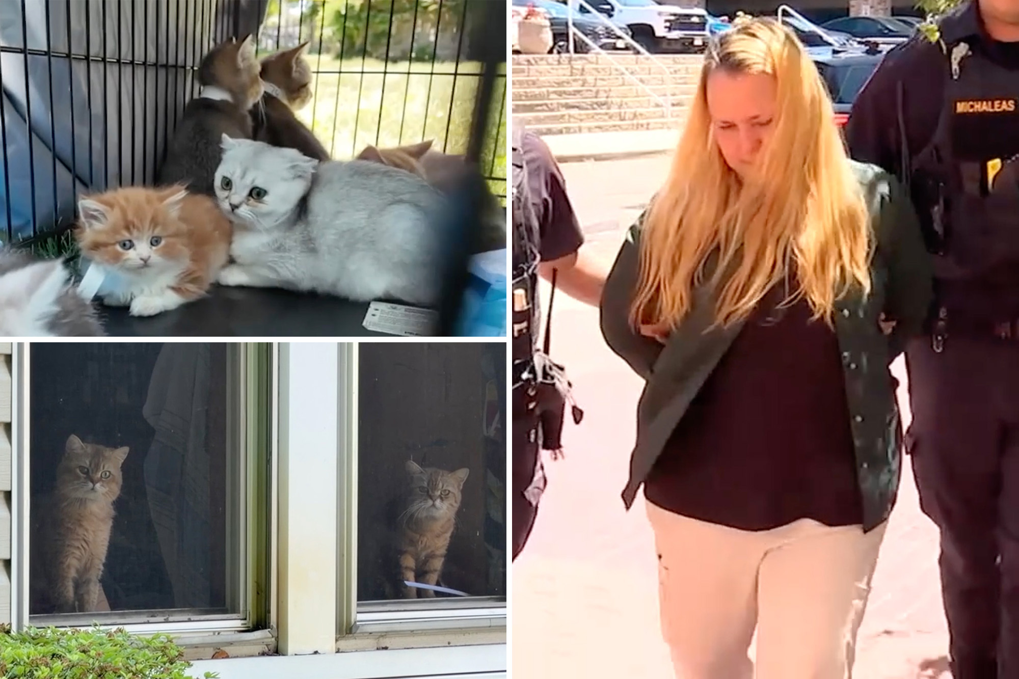 Long Island hoarder busted with 130 cats and dogs at ‘deplorable’ home ...