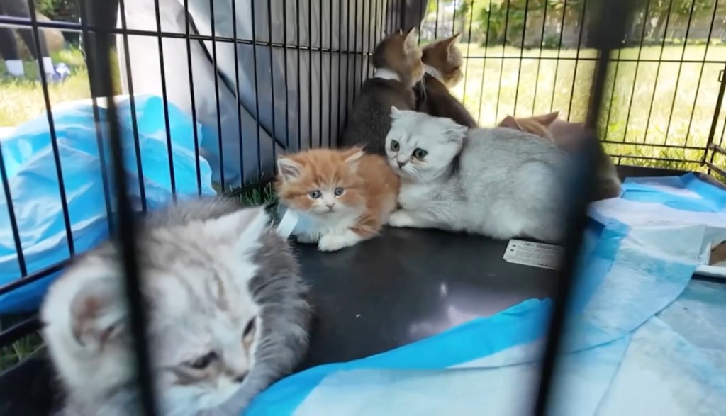 Long Island hoarder busted with 130 cats and dogs at ‘deplorable’ home ...