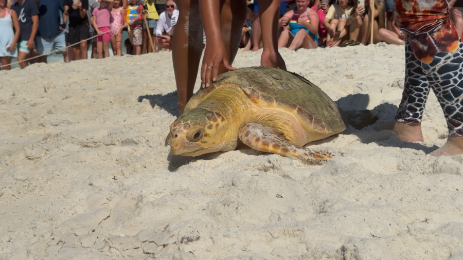 Turtle Week Gulfarium C.A.R.E Center marks Sea Turtle Week with the release of ...