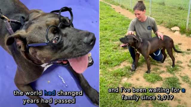 Shelter Dog Spent More Than 7 Years Waiting for Someone to Finally See ...