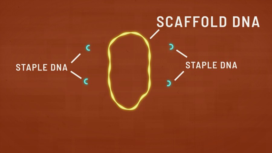 Scaffold Strand UT Austin researchers create nanoscale Longhorn using DNA origami - AOL