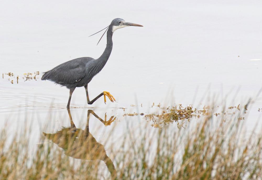 Tropical heron spotted in UK for first time as more exotic birds arrive ...