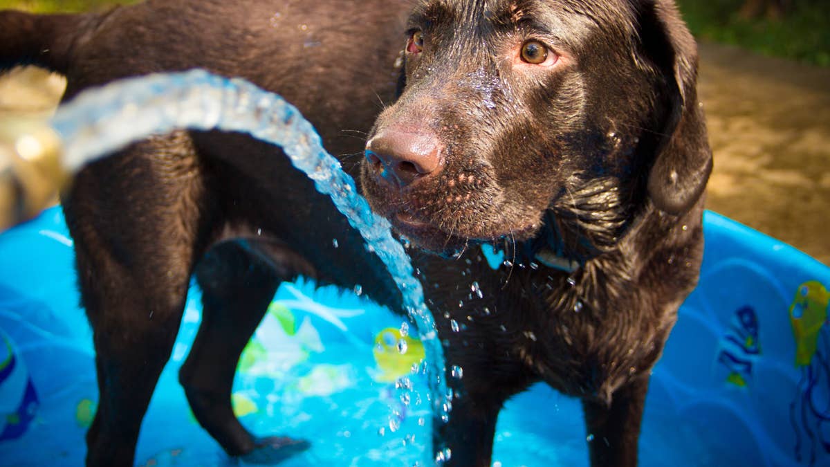 Labradors Cool off With a Pool Party and Sweet Summer Treats - AOL