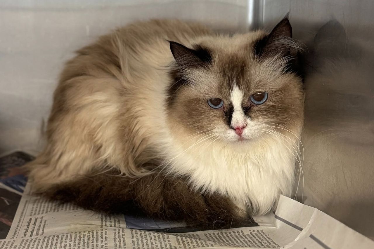 78 ‘Sick’ and ‘Frightened’ Ragdoll Cats and Kittens Rescued from Trash ...