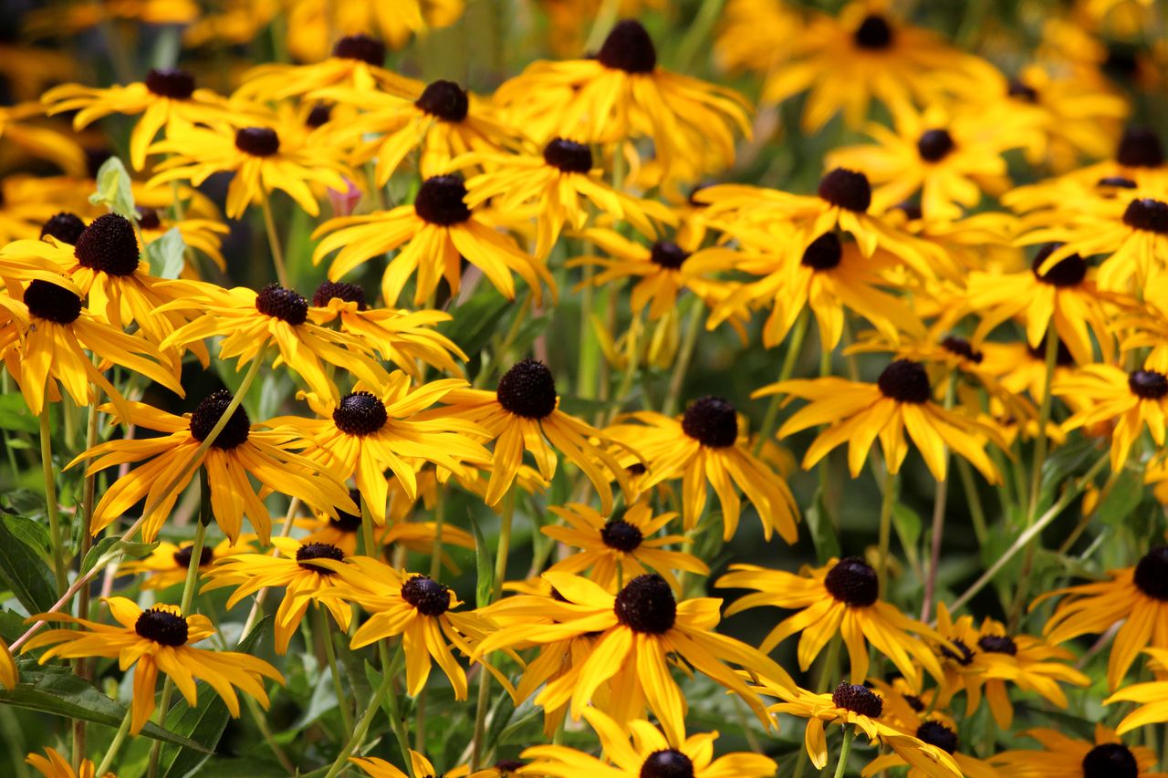 8 Heat-Tolerant Perennials You Can Still Plant In July - AOL