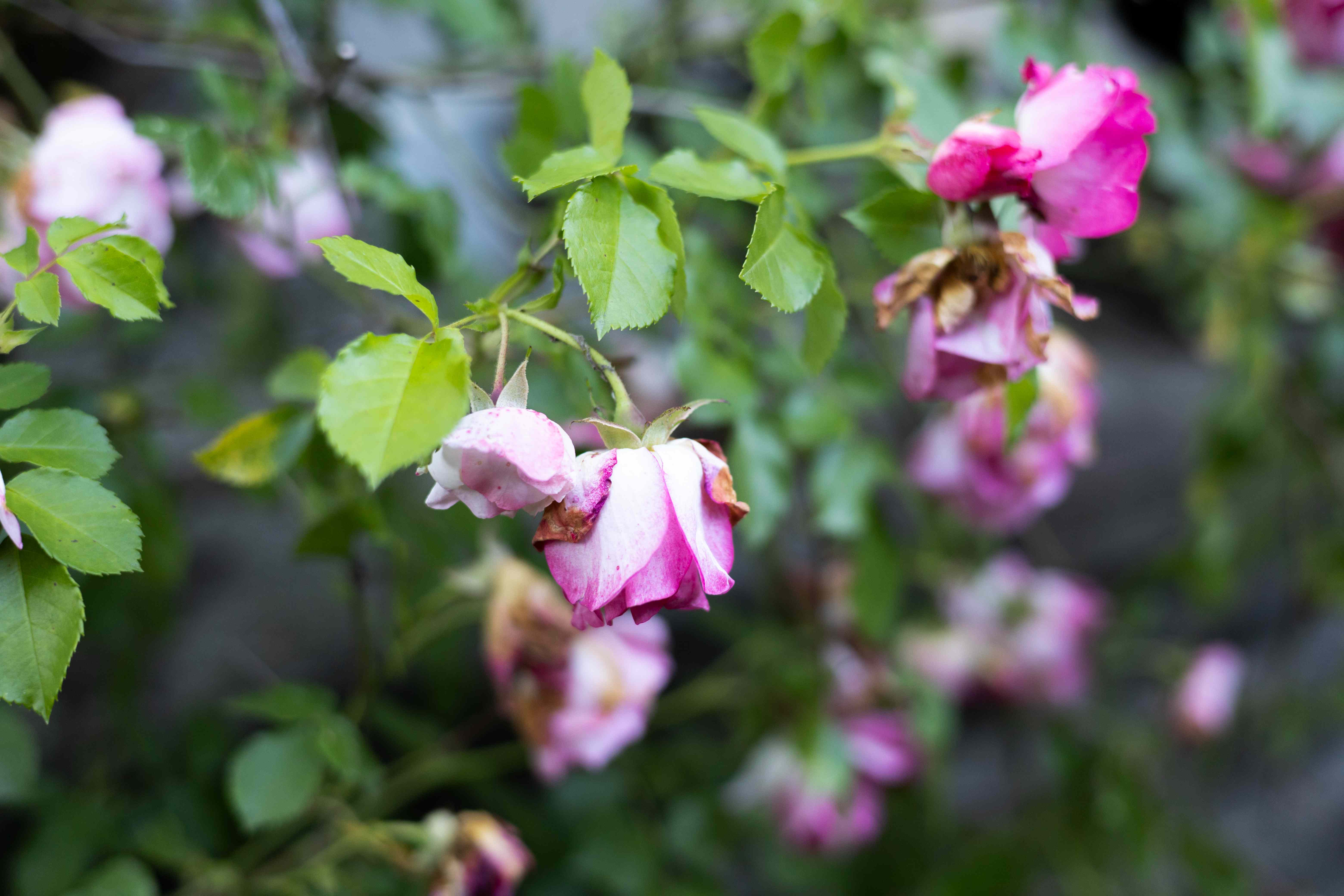 How To Bring A Wilting Garden Back To Life In Extreme Heat - AOL