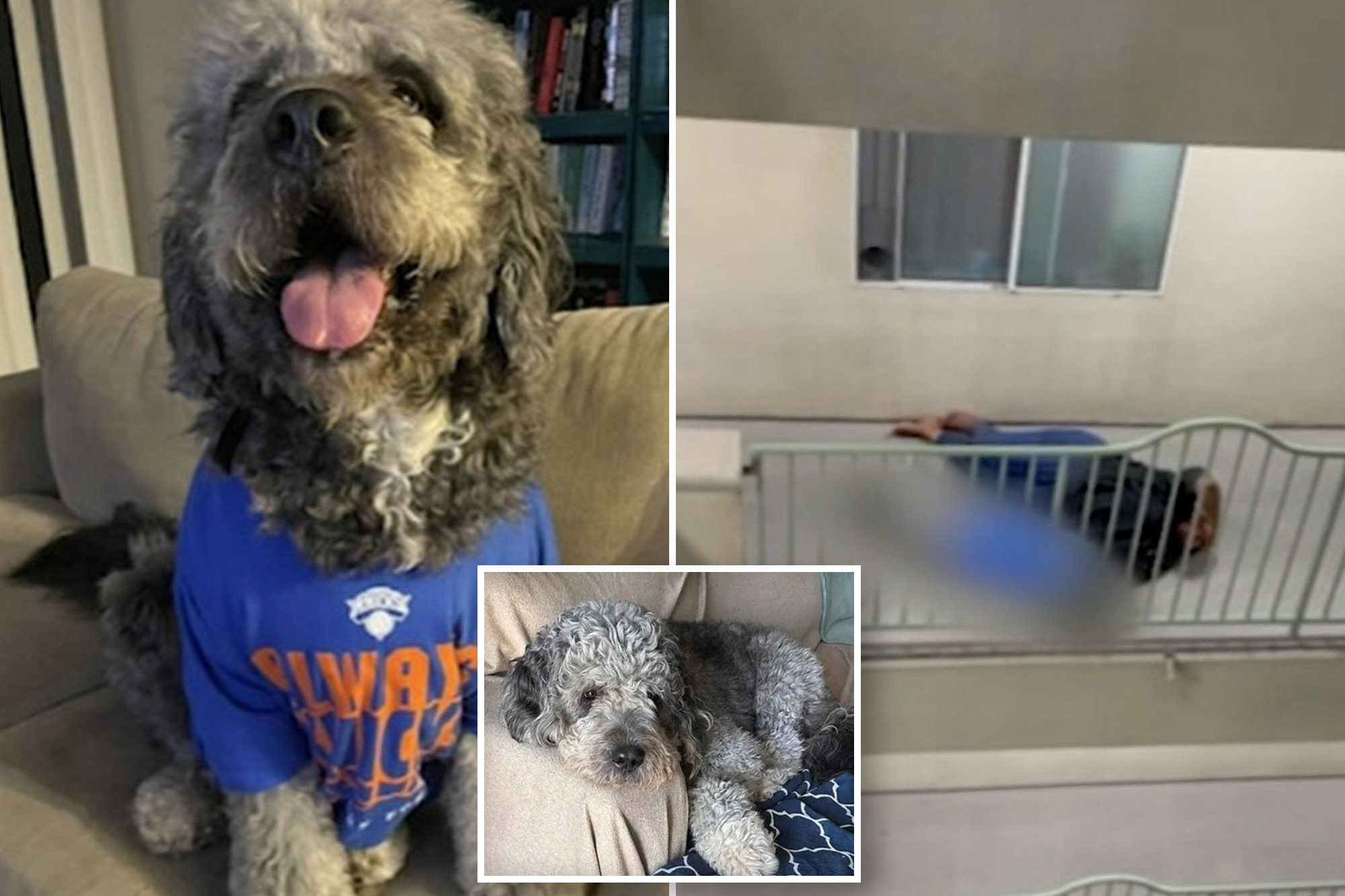 Knicks fan dog shot dead by LAPD raises insane six-figure sum for his ...