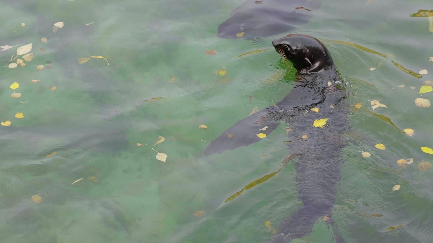 Square Weatherstripping Tourism Drove These Rare Seals into a Hidden Cave - AOL