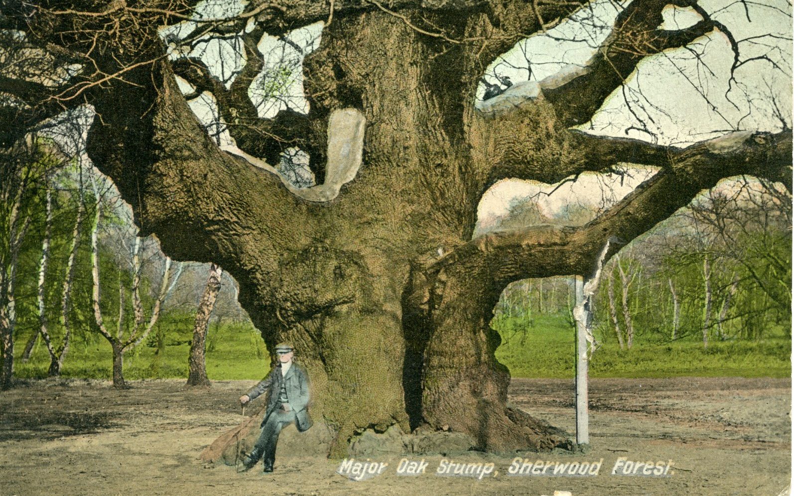 Robin Hood’s 1,200-year-old oak tree ‘killed by sightseers’ - AOL