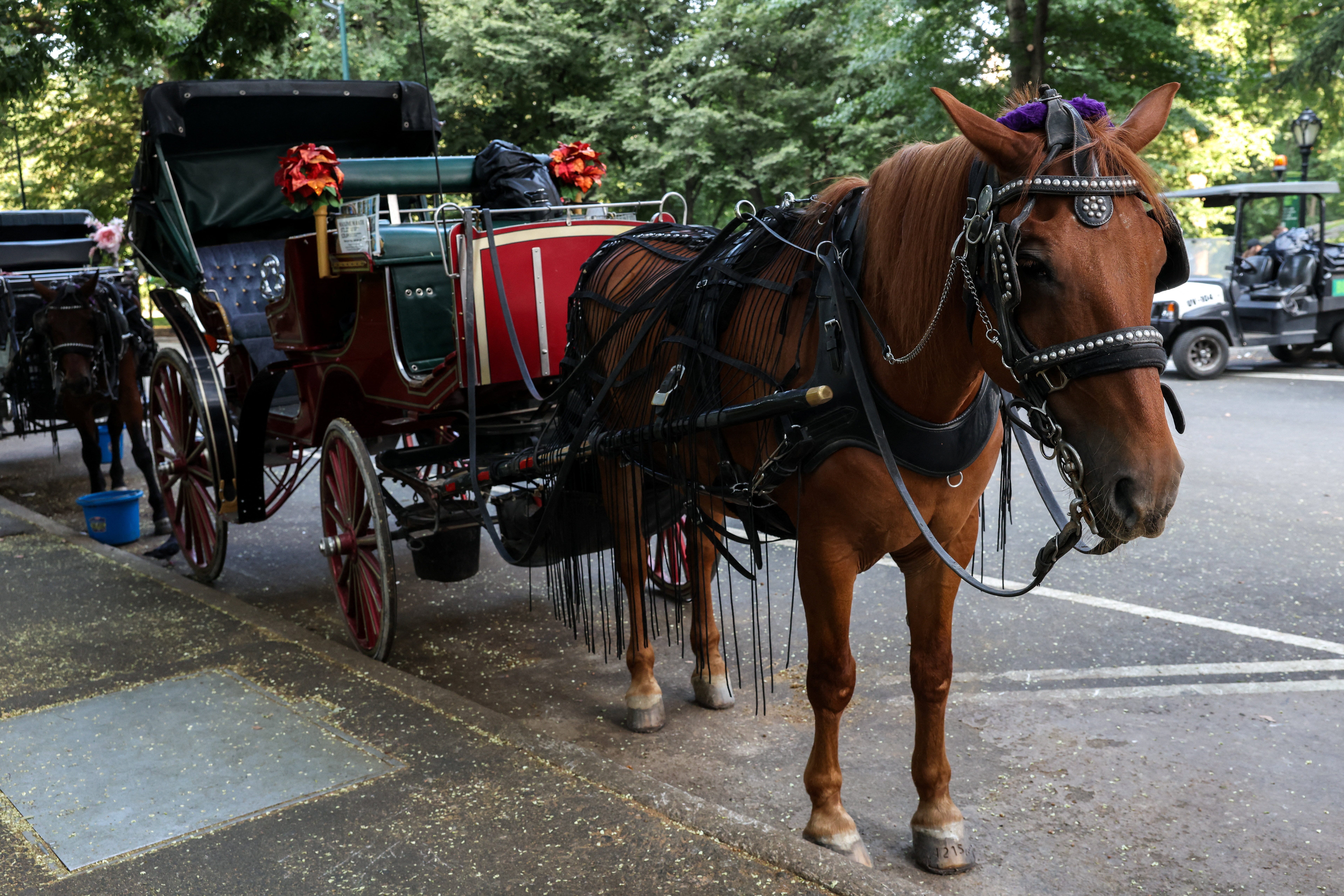 18-year-old dies after being thrown from horse carriage in Central Park -  AOL
