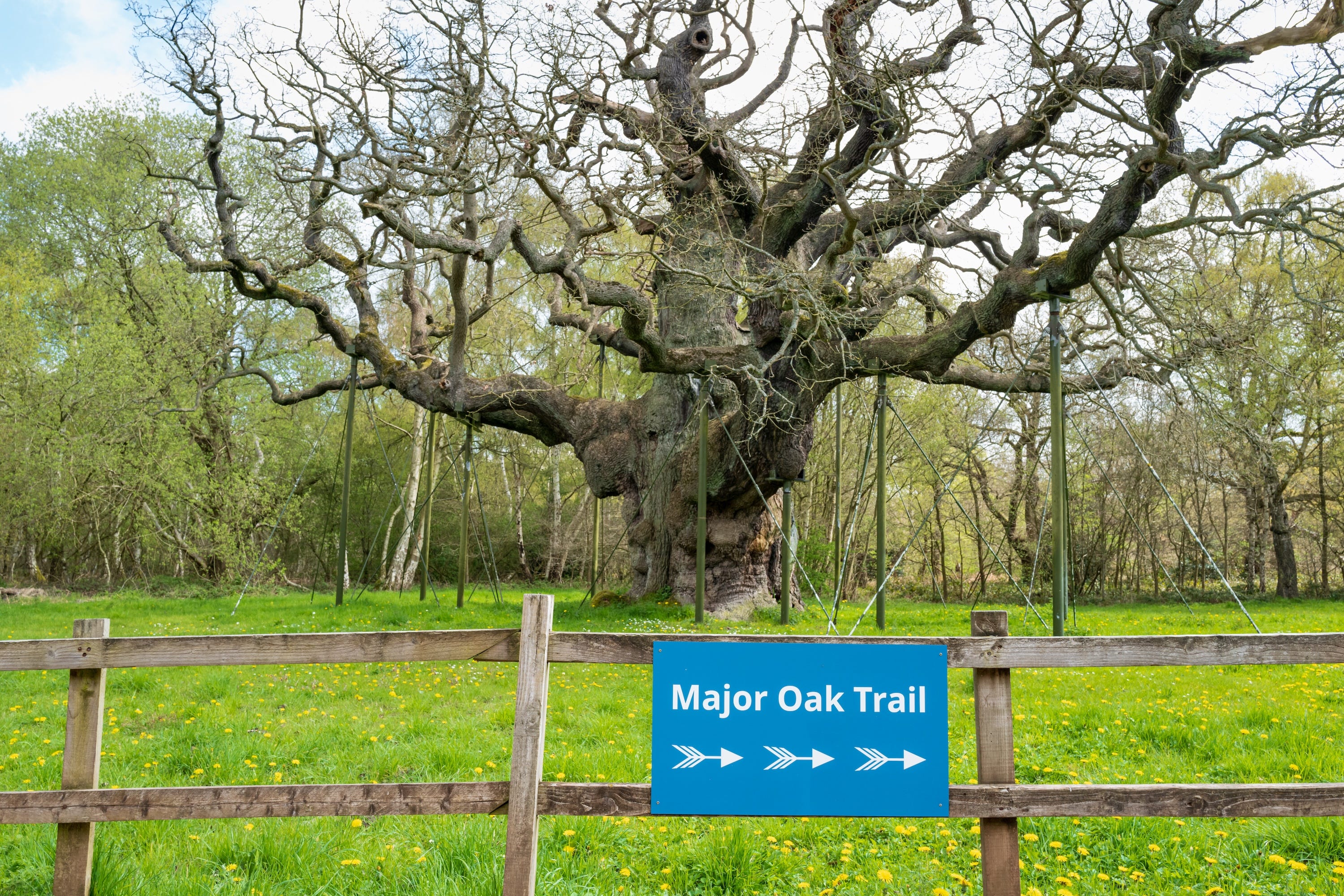 Rob Boss Tree Legendary Robin Hood Tree Has Died - AOL