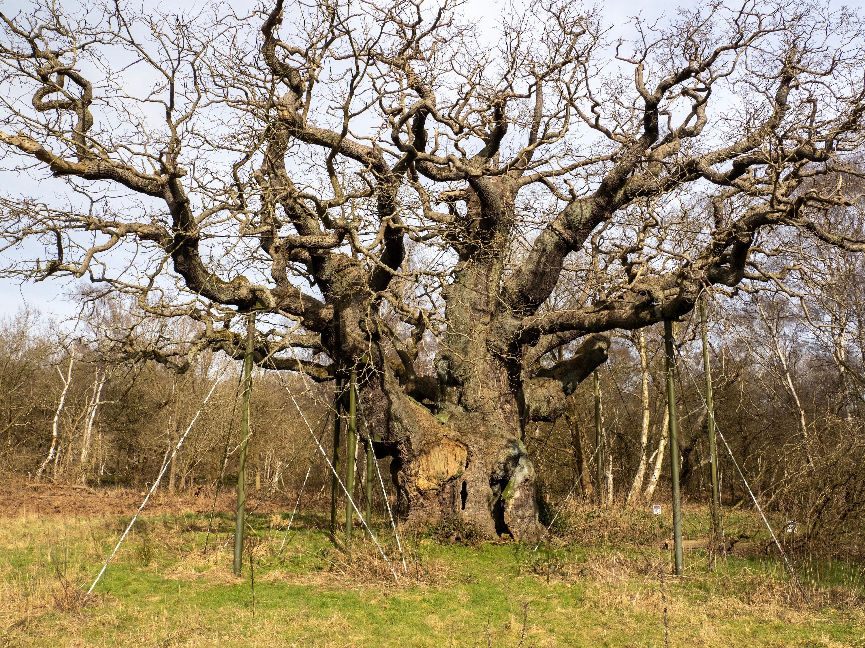 Rob Boss Tree Legendary Robin Hood Tree Has Died - AOL