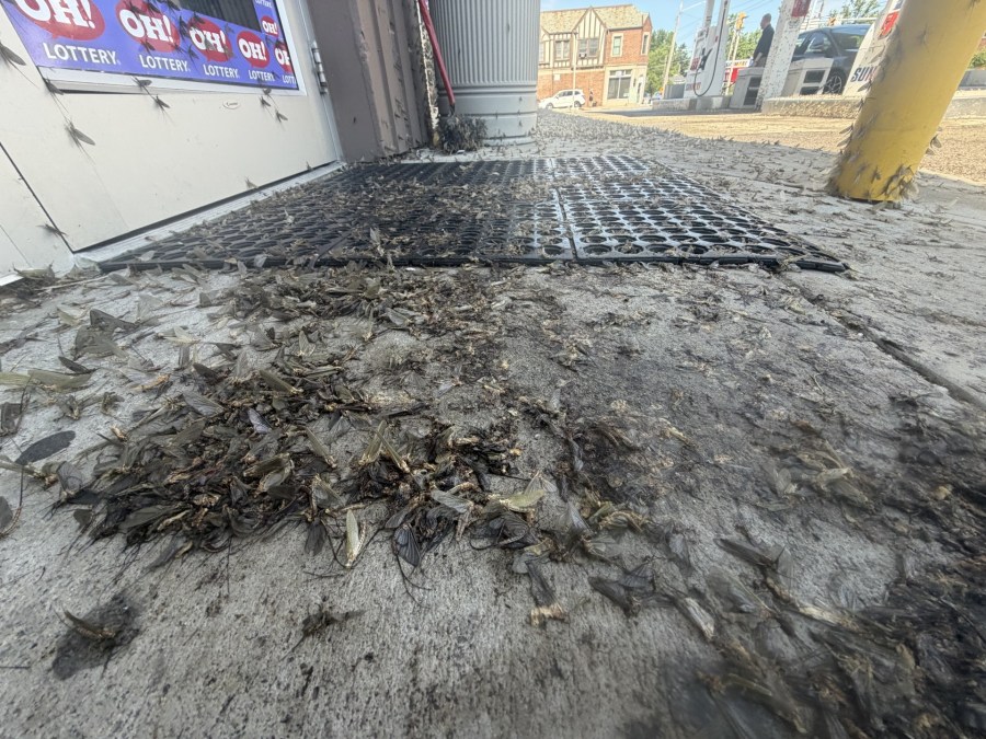 LOOK! Swarms of mayflies emerge in Rocky River - AOL