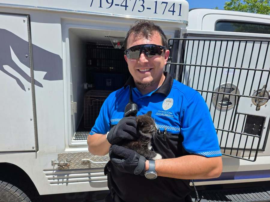 Tiny kitten saved from storm drain by Animal Law Enforcement - AOL