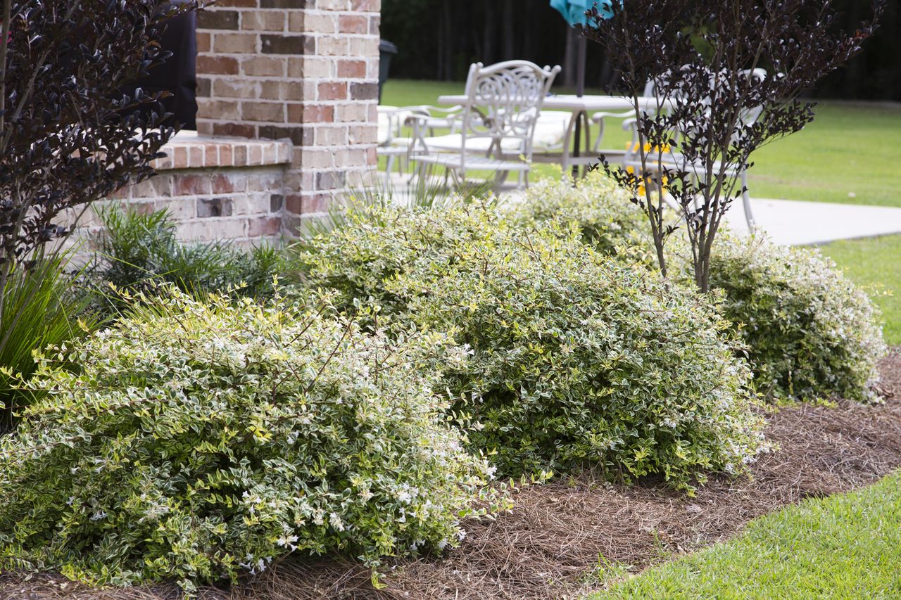 7 Easy-To-Grow Replacements For Dying Knock Out Roses - AOL