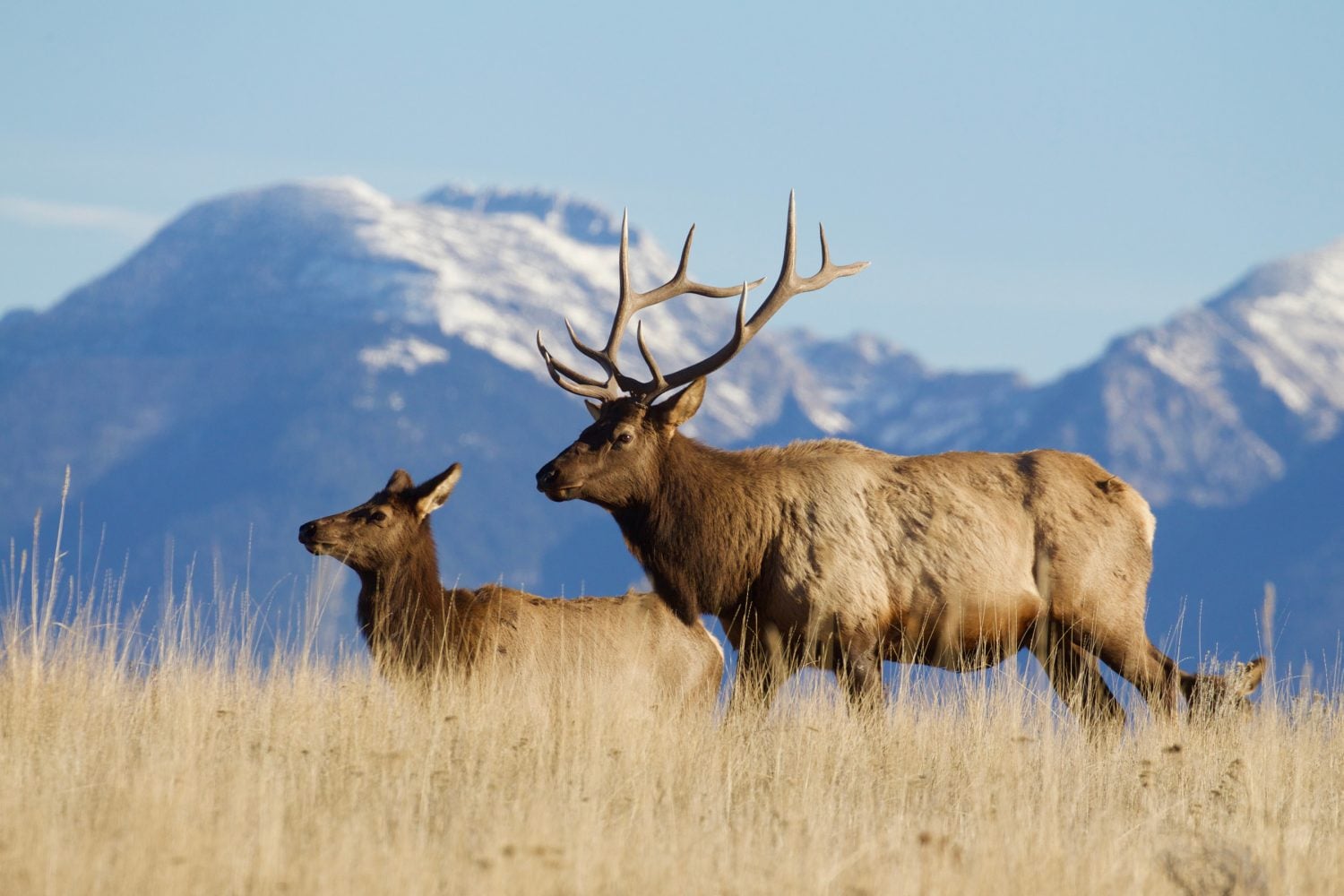 Could You Afford To Retire In Elk Country On $300,000? - AOL