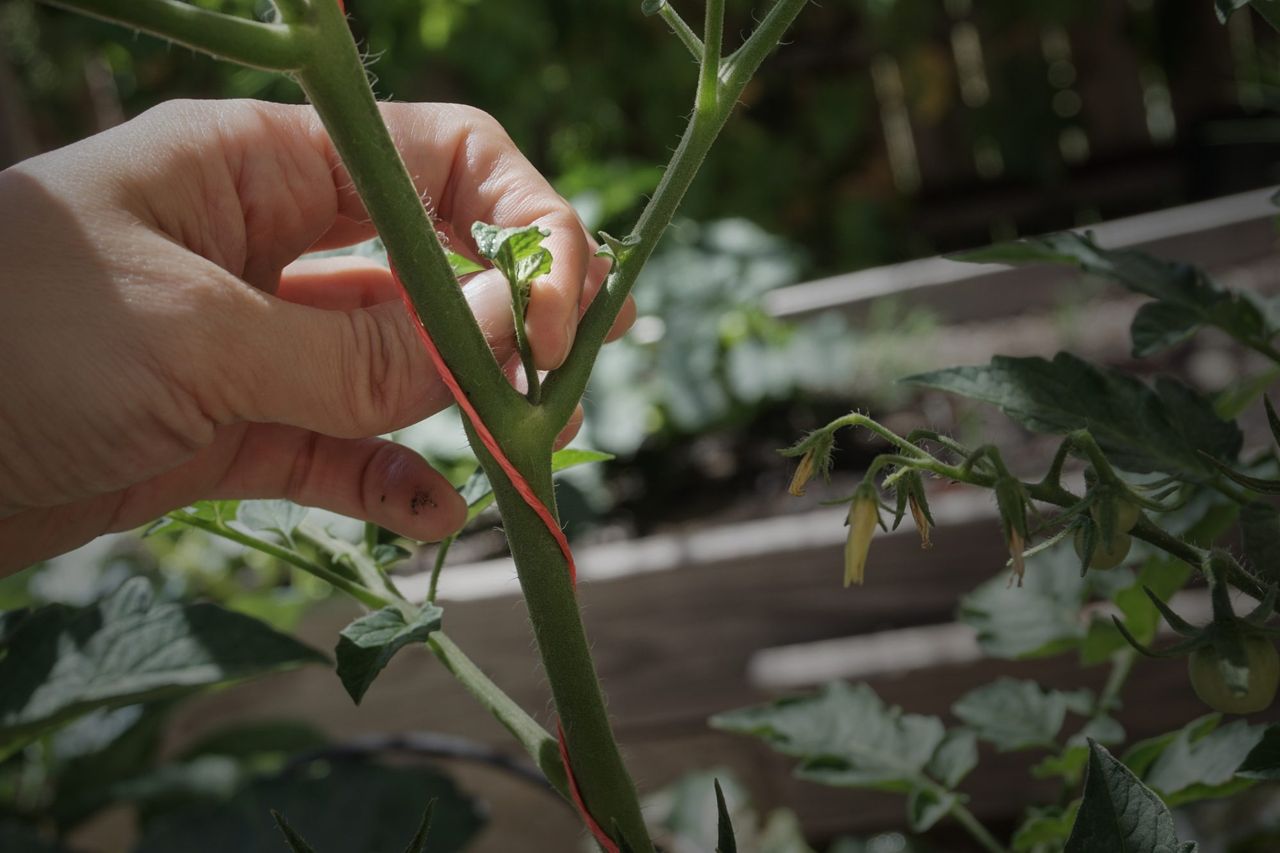 How To Prune Tomato Plants For A Bigger, Better Harvest - AOL