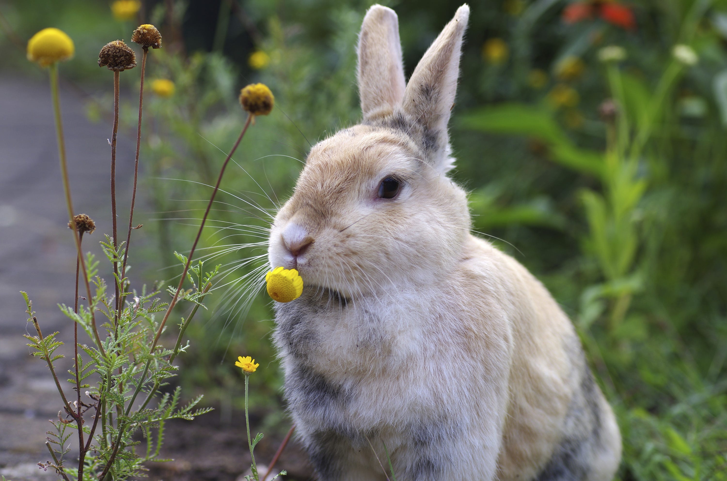 6 Easy Ways to Keep Rabbits Away from Your Plants and Flowers - AOL