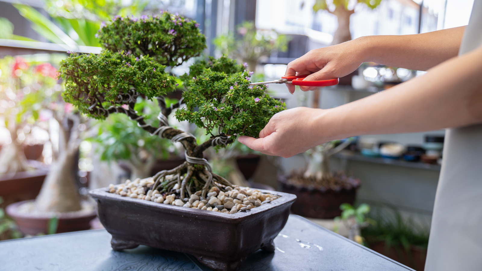 Key factors that explain why bonsai trees are so expensive