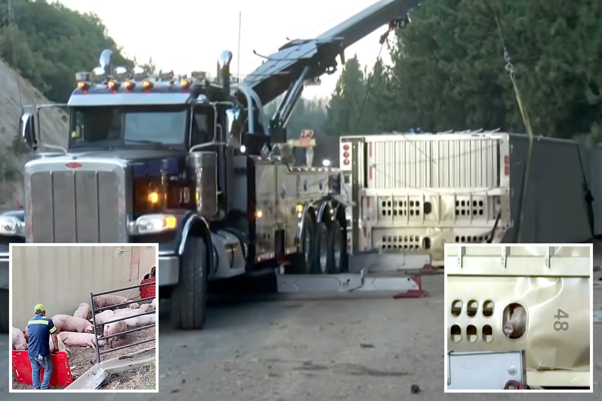 Moment dazed pigs make a run for it after huge big rig flips on ...