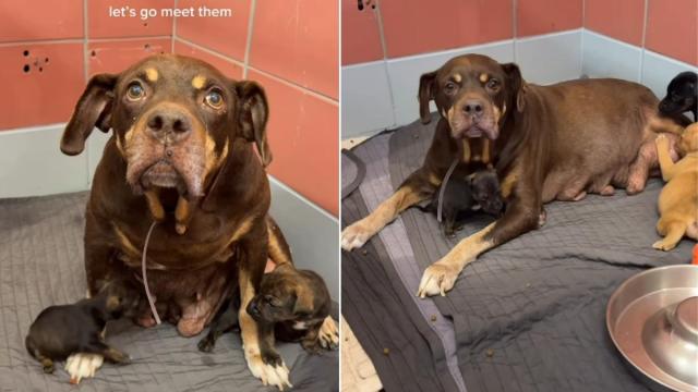 Mama Shelter Dog Found Dumped With Her Babies in a Park Looks Up ...