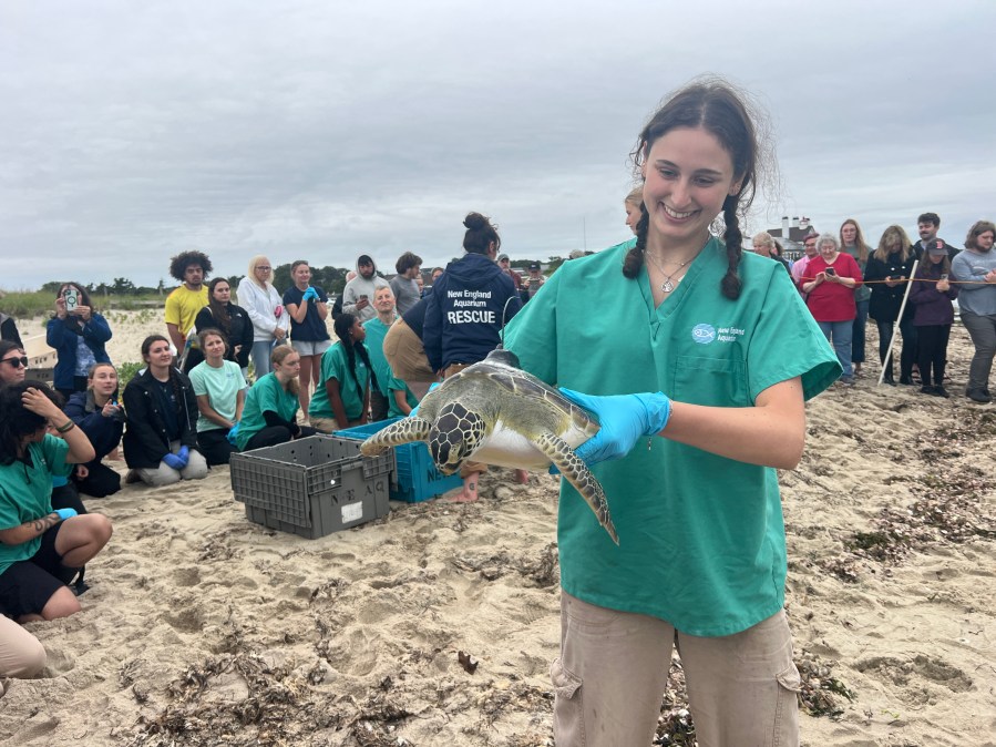 12 rehabilitated sea turtles released off Cape Cod - AOL