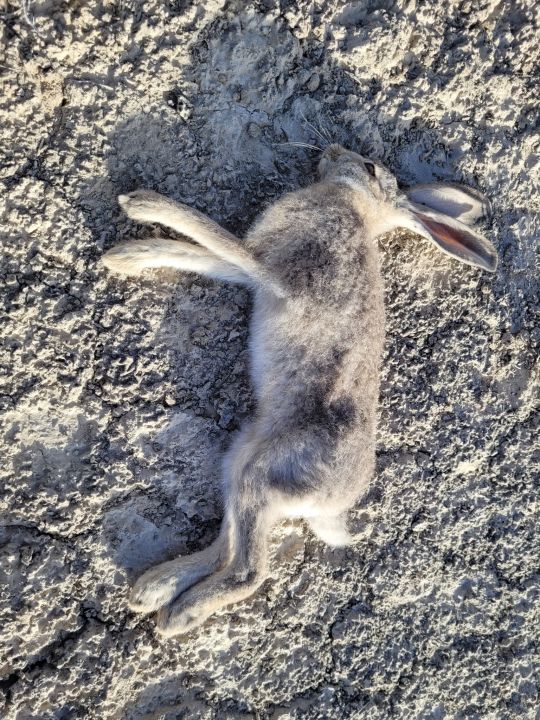 Highly infectious rabbit disease confirmed in Utah: What experts say to ...