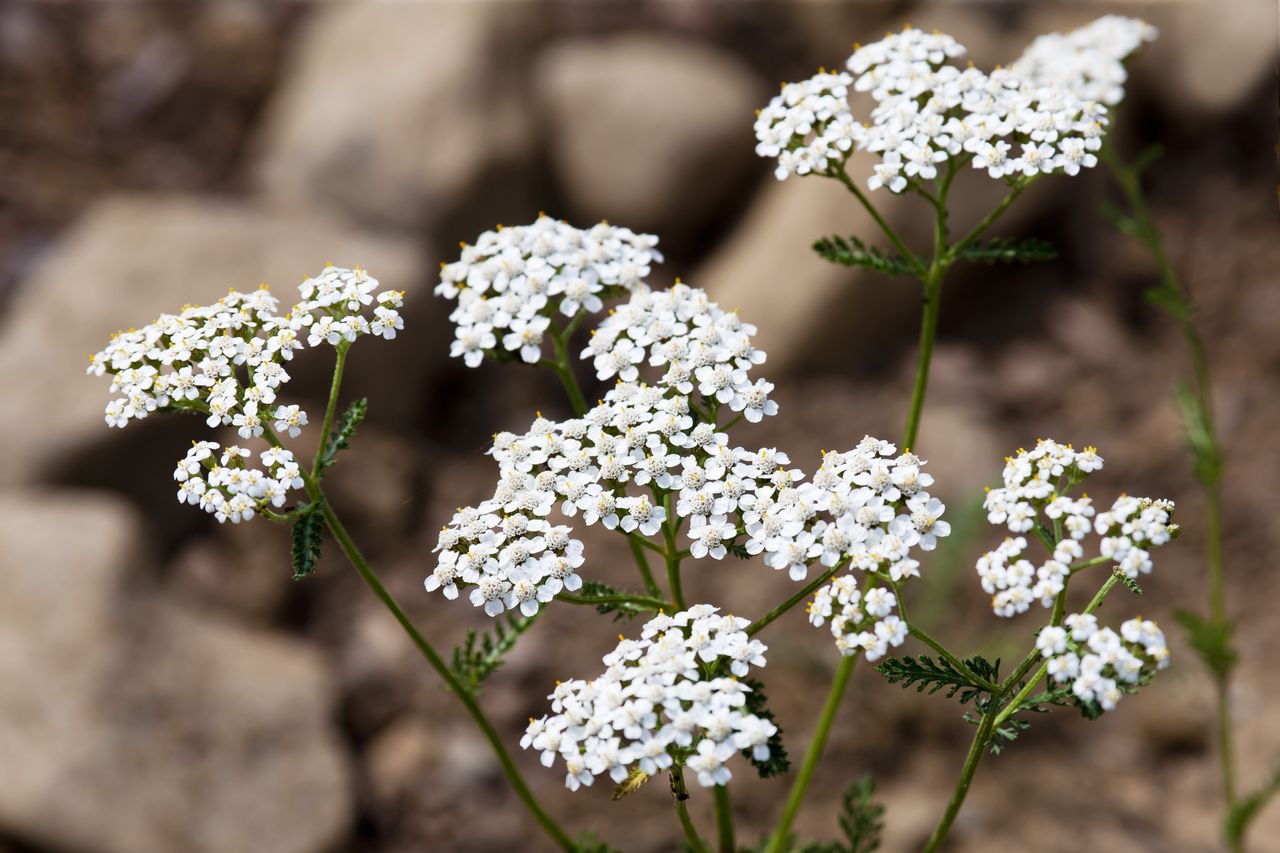8 Heat-Tolerant Perennials You Can Plant In July For Color All Summer ...