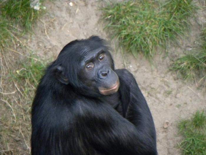 Apes and humans share an ancient laughter rhythm dating back 15 million ...