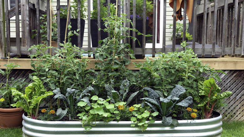 The Low-Effort Gardening Method That Is Best For Preventing Weeds - AOL
