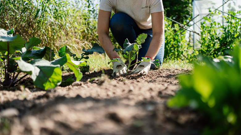 The Low-Effort Gardening Method That Is Best For Preventing Weeds - AOL
