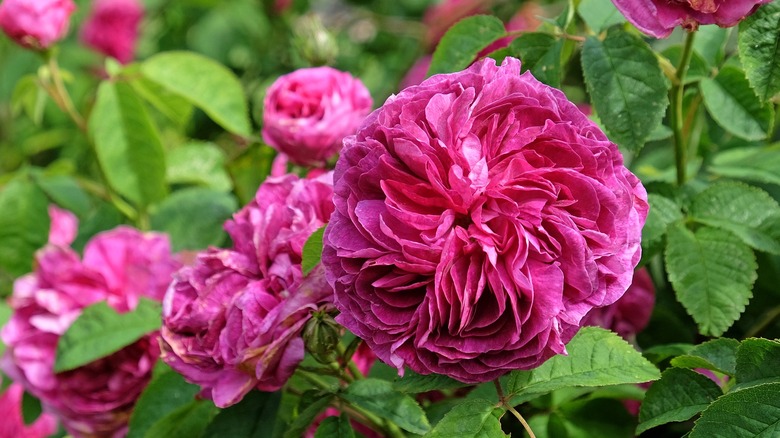 Not Classic Roses: This Bold, Fresh-Smelling Flower Is A Great ...