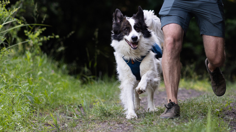 Stray Dog Has An Instant Connection With A Runner And Their Story Has ...