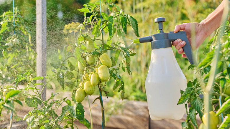 Why You Need To Prune Tomato Plants And How To Repurpose Those Trimmed