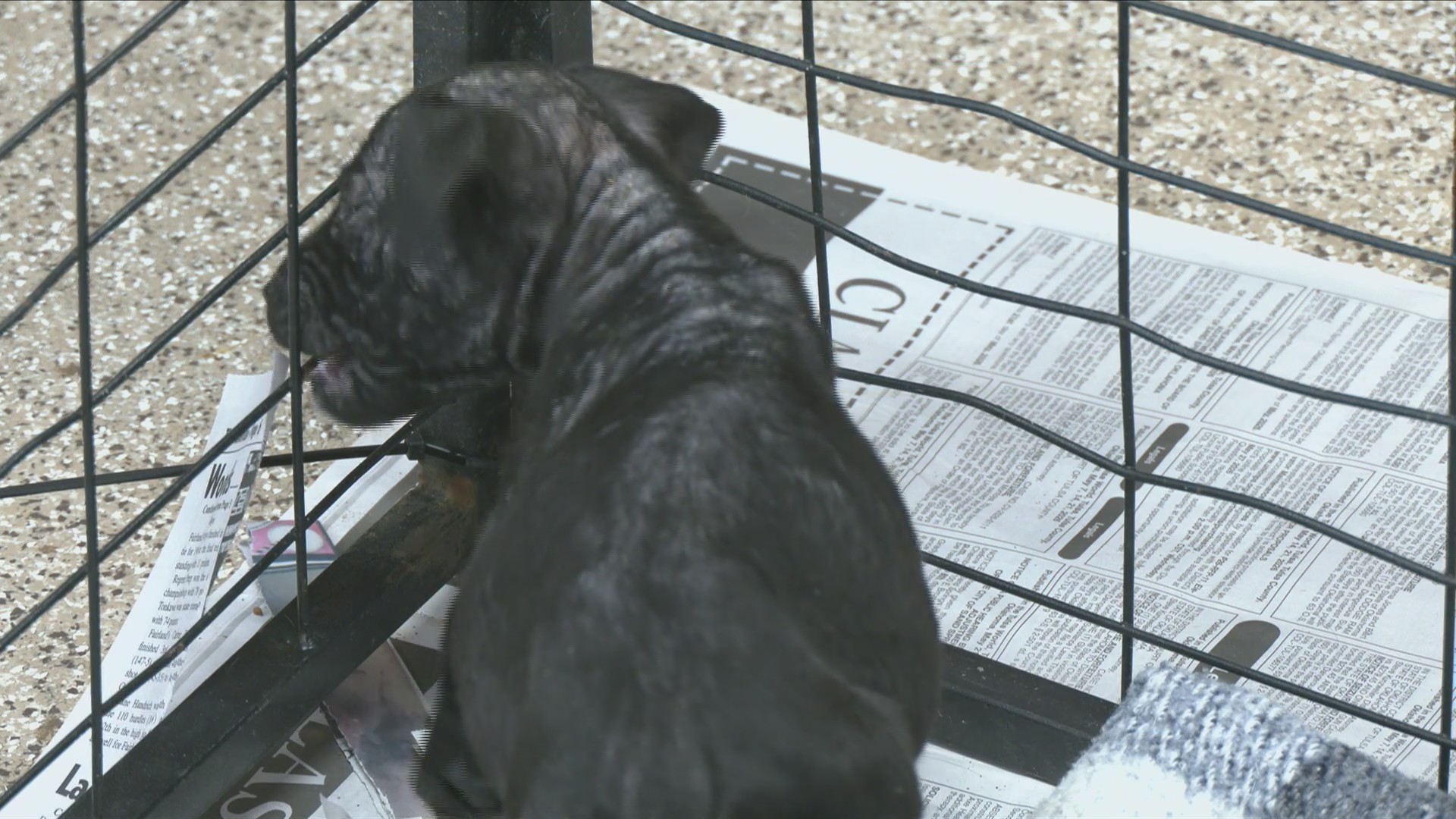 Critical condition: Puppies abandoned in rainstorm need help - AOL