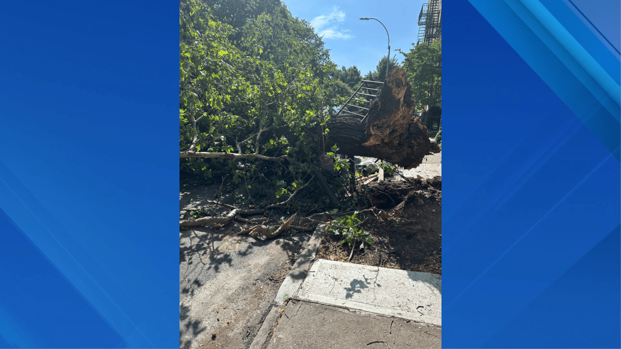 Severe storms leave downed trees, power outages throughout NY, NJ - AOL