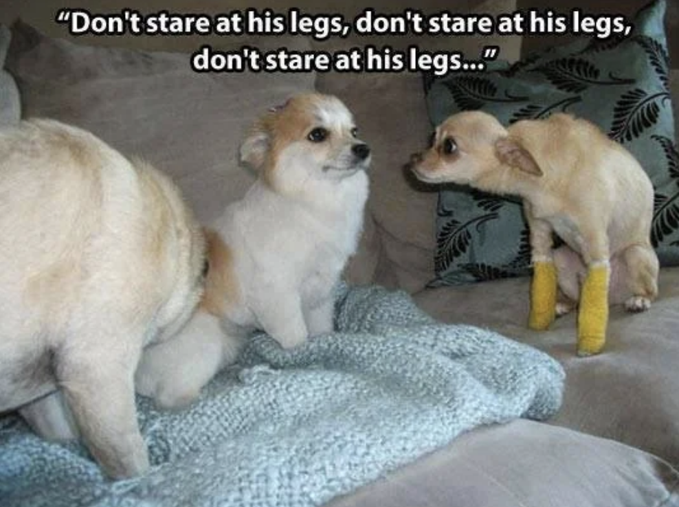 Two dogs look at another dog wearing yellow bandages on its back legs, with humorous text above saying, "Don't stare at his legs, don't stare..."
