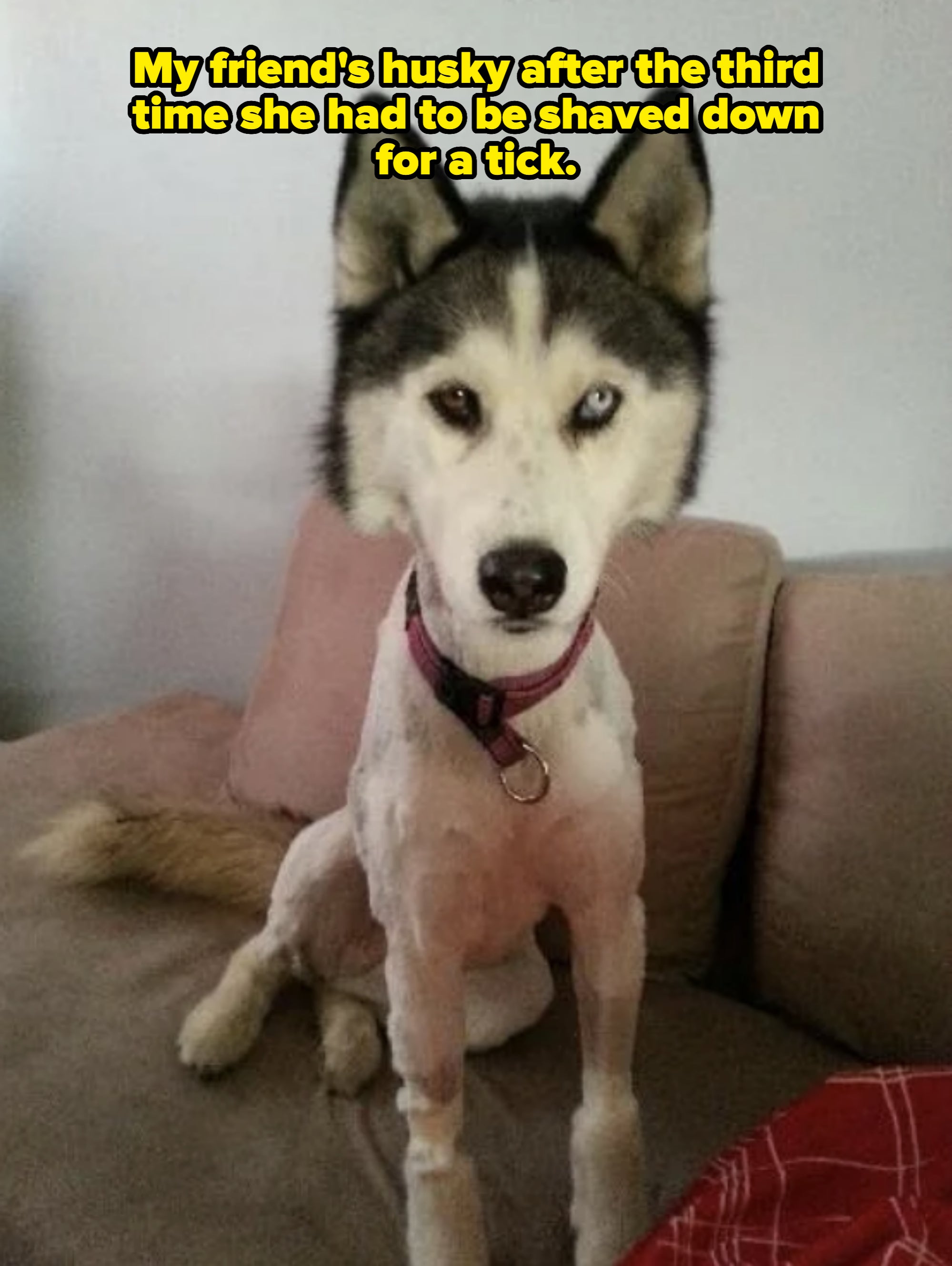 Dog with Siberian Husky face, clipped body fur, sits on a couch with an attentive expression