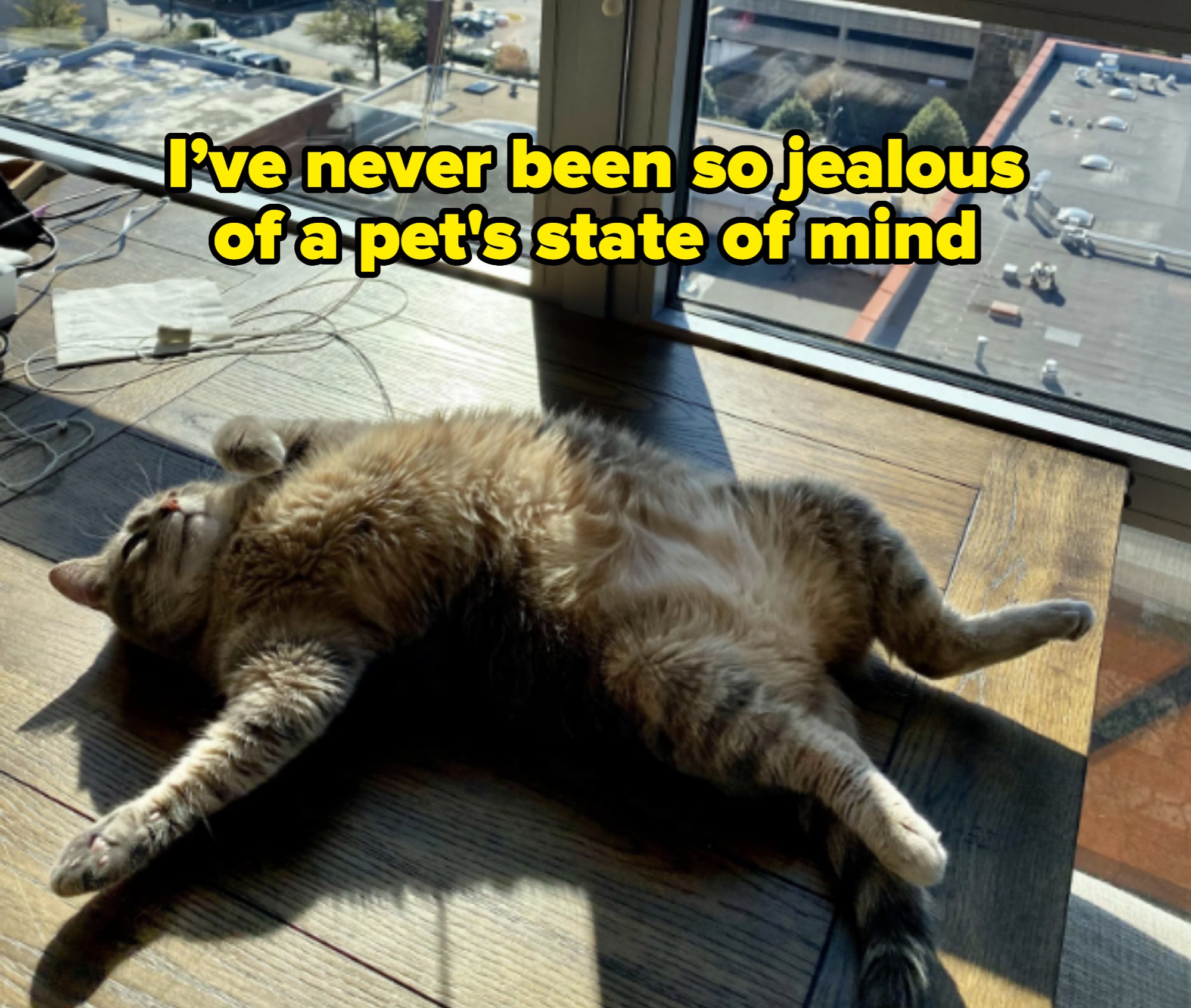 Cat sprawled on a table by a large window, sunbathing with a cityscape outside