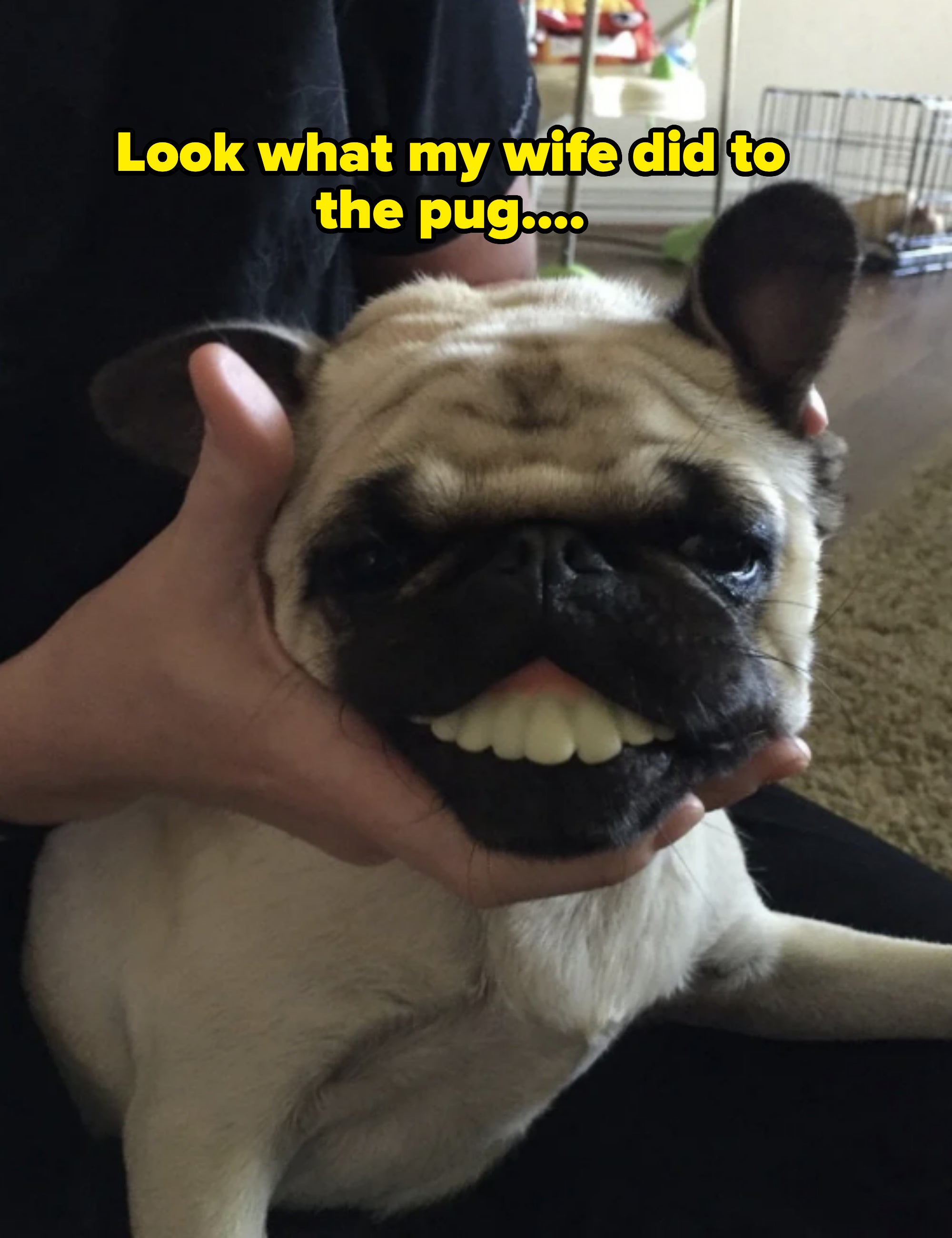 Pug held by a person, appearing to have oversized, fake teeth humorously placed over its mouth
