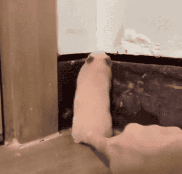 Hamster being gently poked on its back by a person's finger, standing against a corner