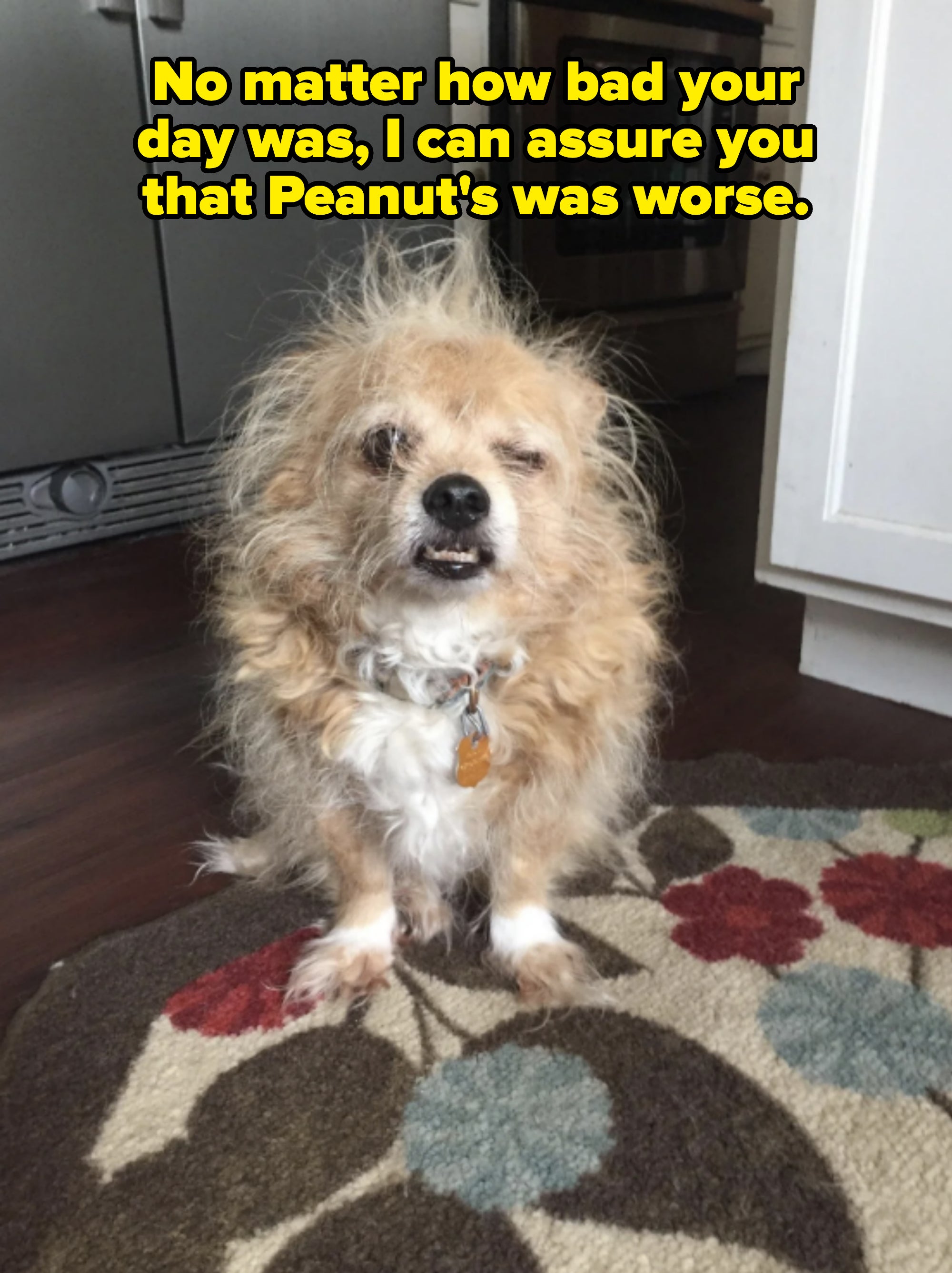 Scruffy dog with messy fur sits on a patterned rug, looking at the camera with one eye partially closed