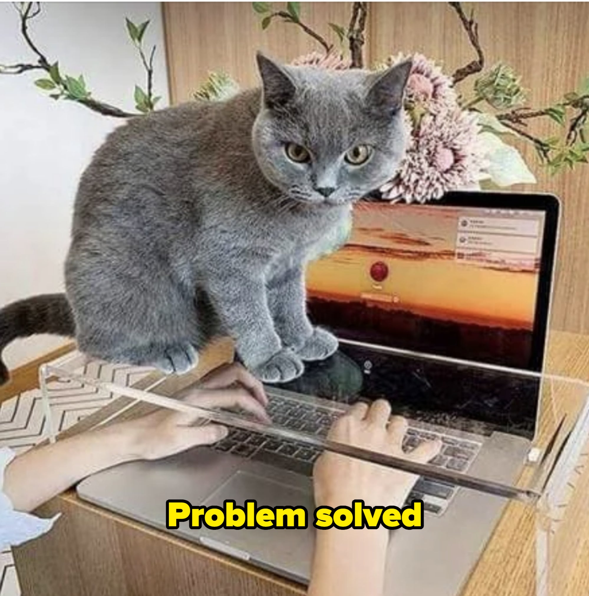 Cat sitting on a laptop keyboard cover while a person types, with plants in the background