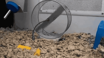A hamster runs on a wheel in a cage, surrounded by shredded bedding and a chew toy